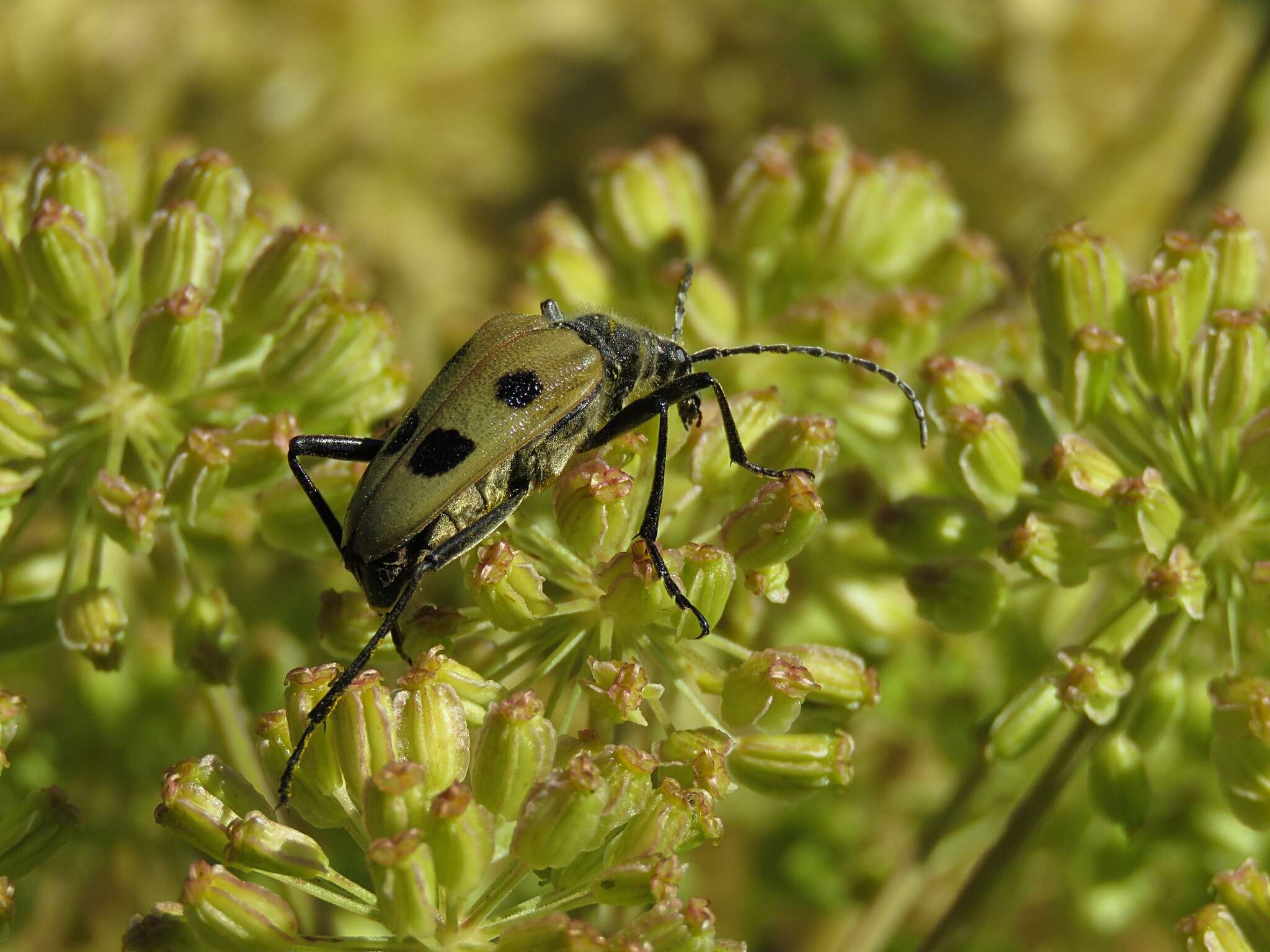 Image of Pachyta quadrimaculata (Linné 1758)