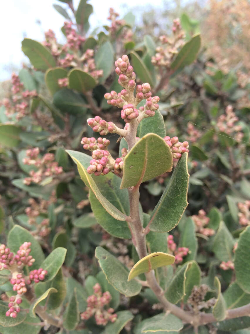 Image of lemonade sumac