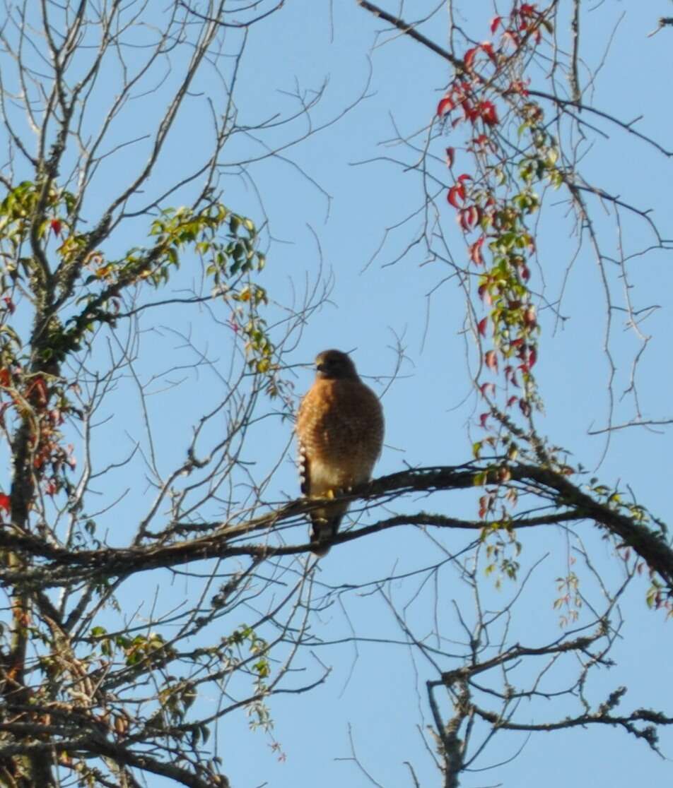 Image of Red-shouldered Hawk