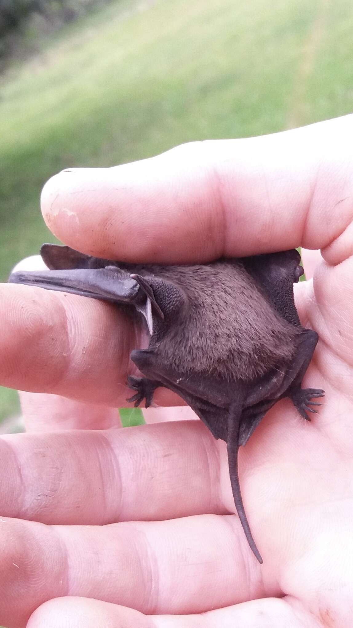 Image of Tadarine Free-tailed Bats