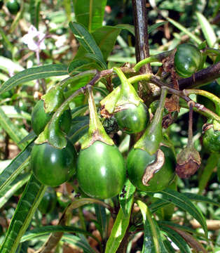 Image of Solanum subgen. Archaesolanum
