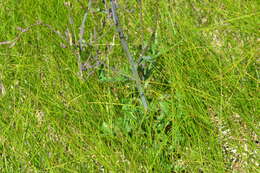 Image of hairy lettuce