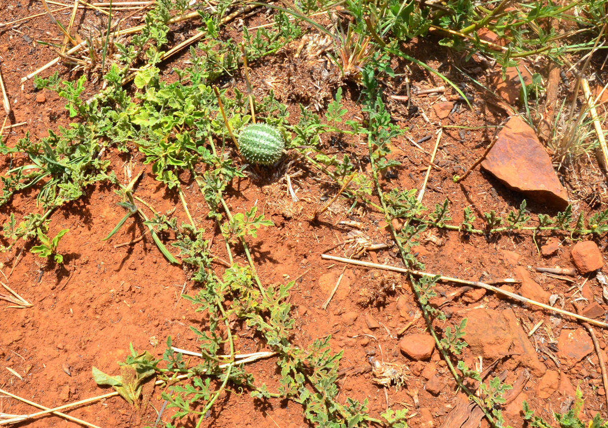 Image of Cucumis myriocarpus subsp. myriocarpus