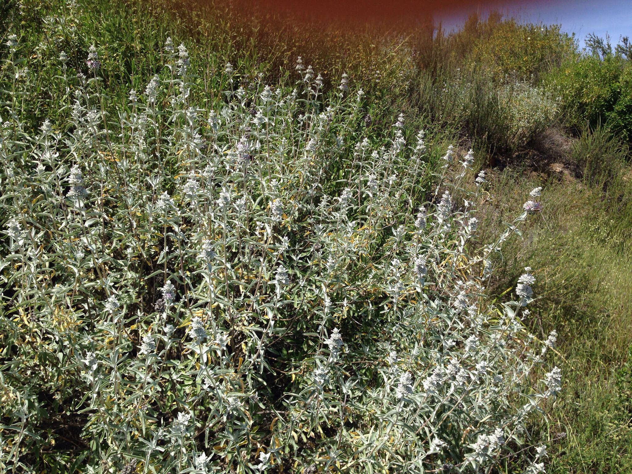 Image de Salvia leucophylla Greene