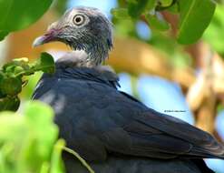 Image de Pigeon à couronne blanche