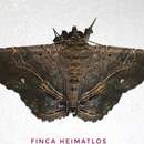 Image of Phaeoblemma albipuncta Hampson 1926