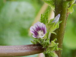 Image of cluster mallow