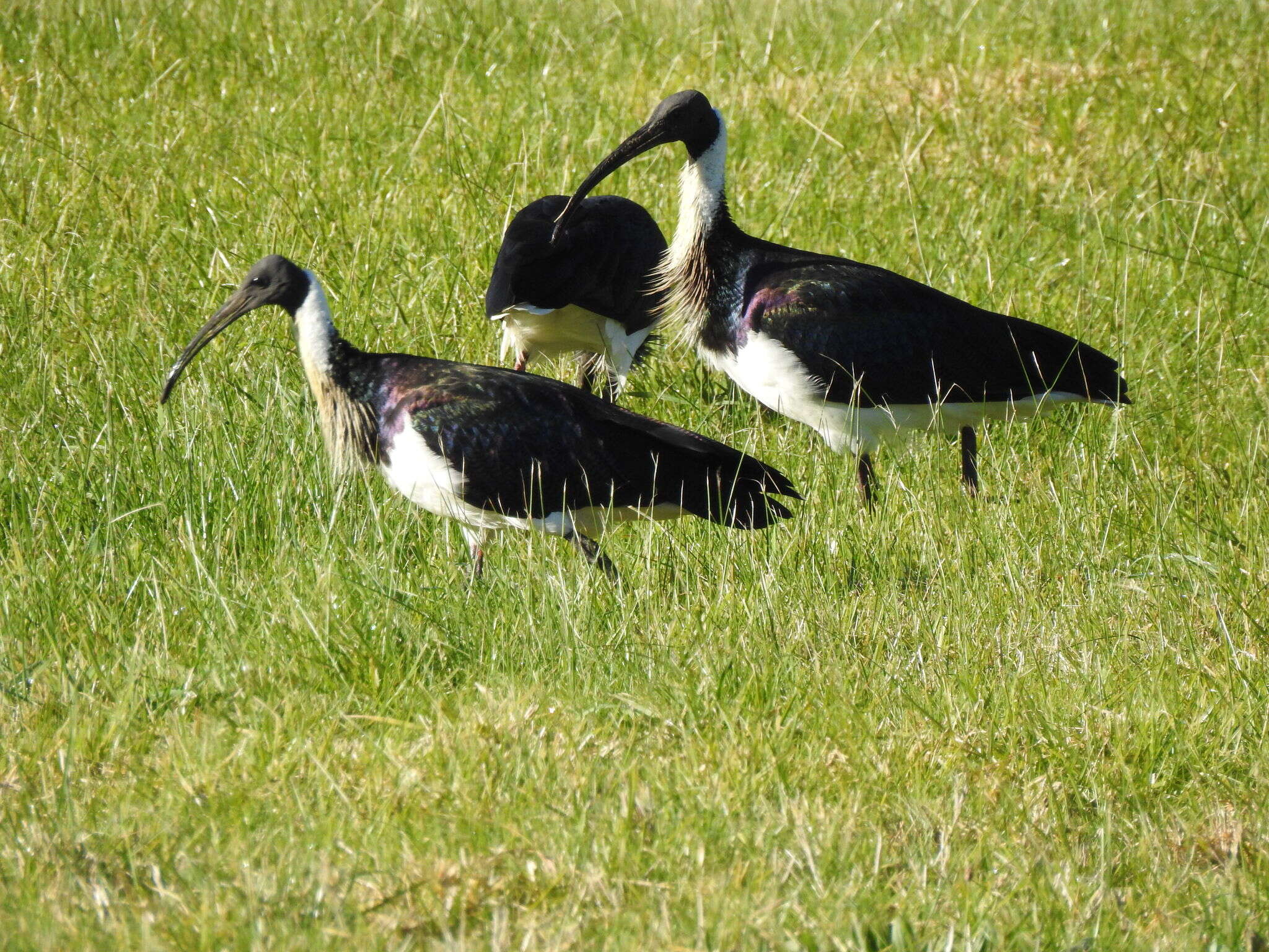 Sivun Threskiornis spinicollis (Jameson 1835) kuva