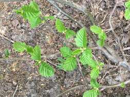 Image of thinleaf alder