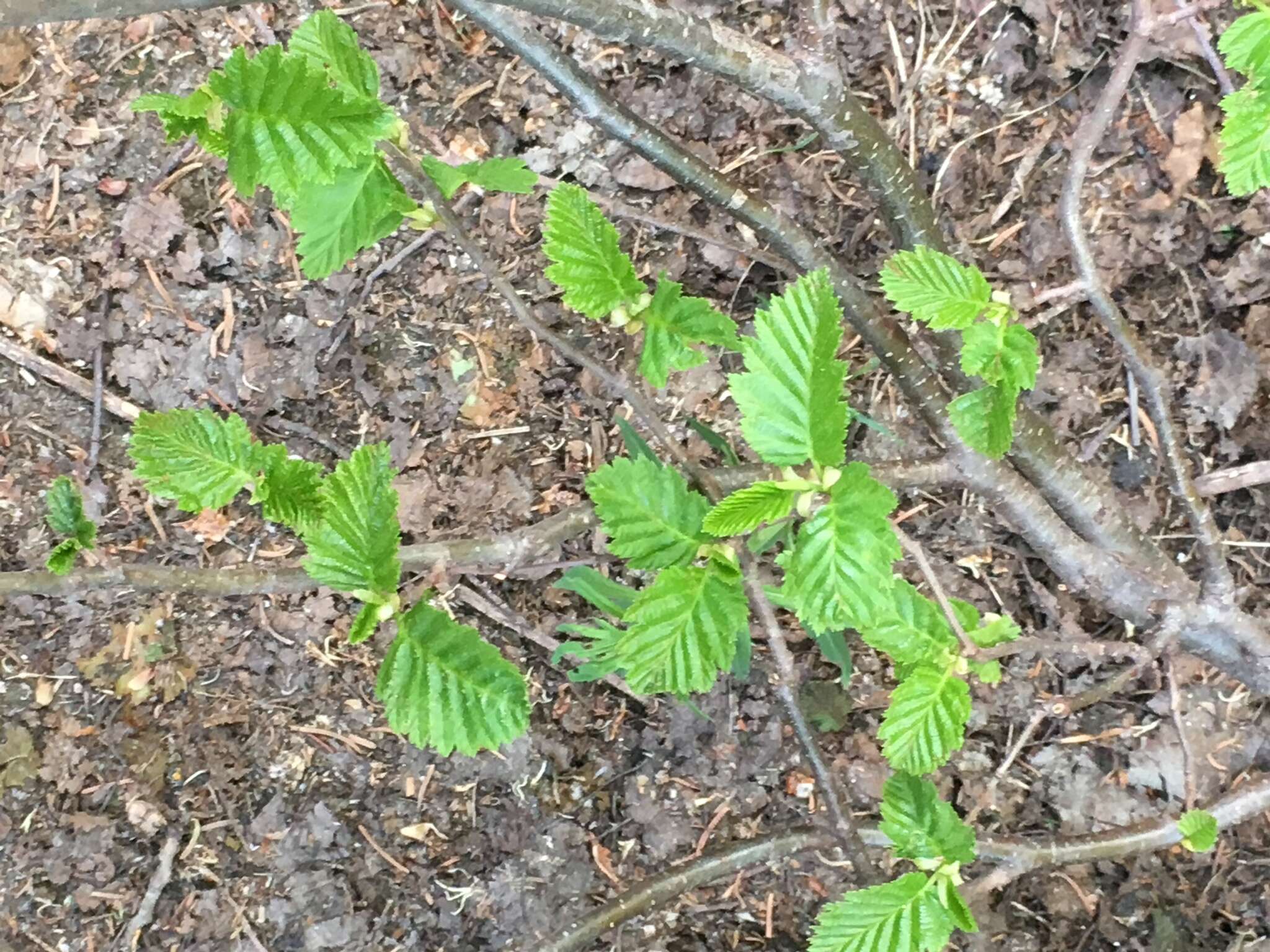 Image of thinleaf alder