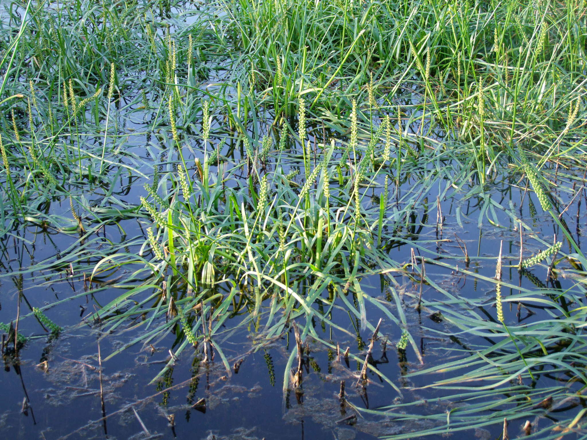 Image of water ribbon