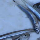 Image of Blue fry