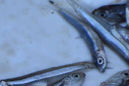 Image of Blue fry