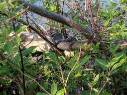Image of Carolina Water Snake