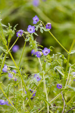 Image of blue fiestaflower