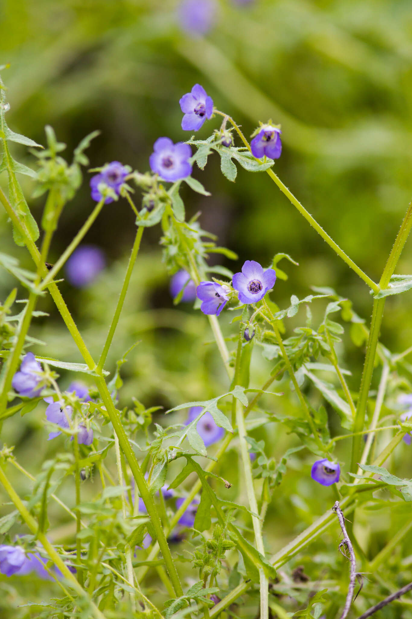 Pholistoma auritum (Lindl.) Lilja ex Lindl. resmi