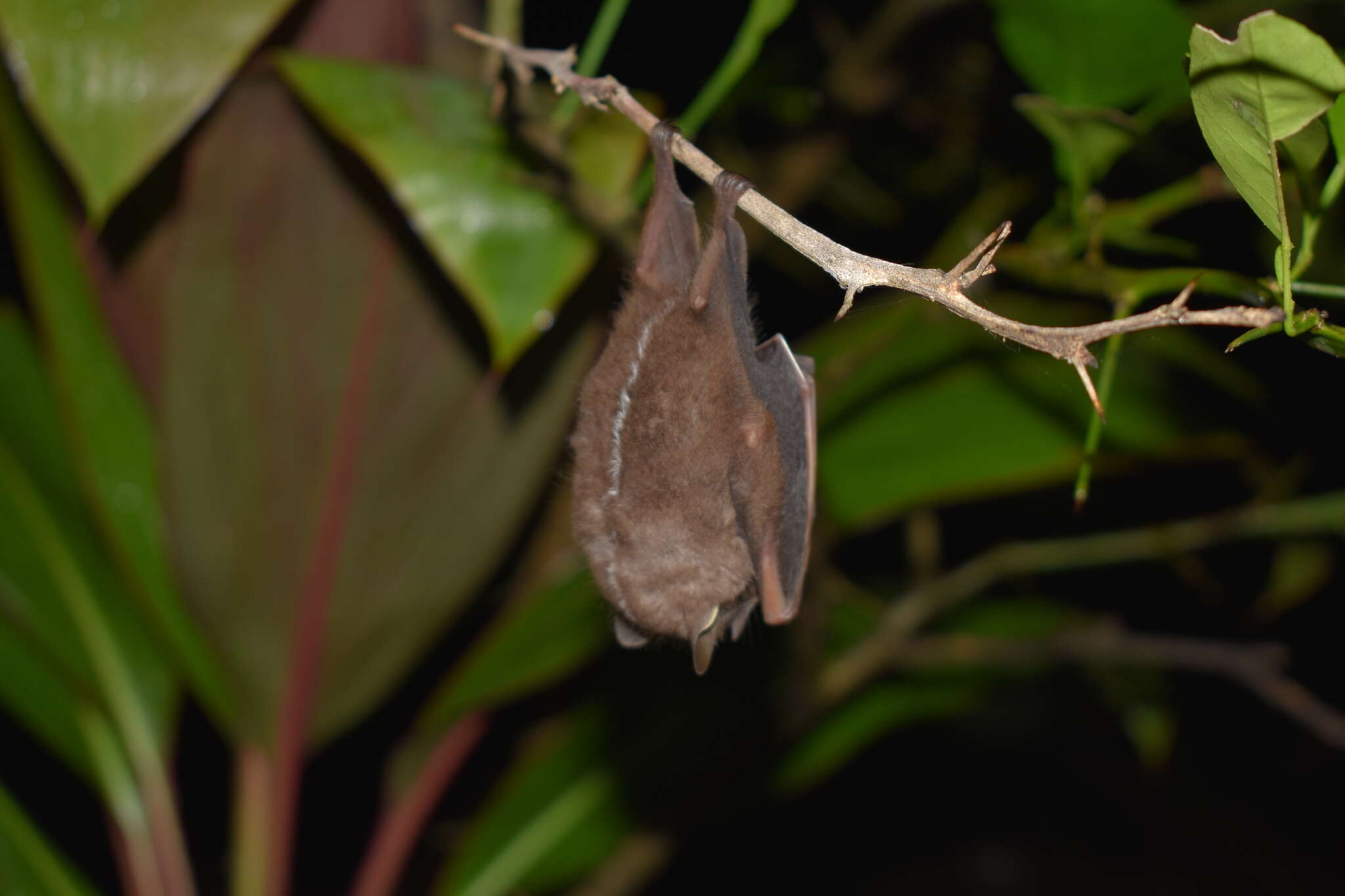 Image of Heller's Broad-nosed Bat