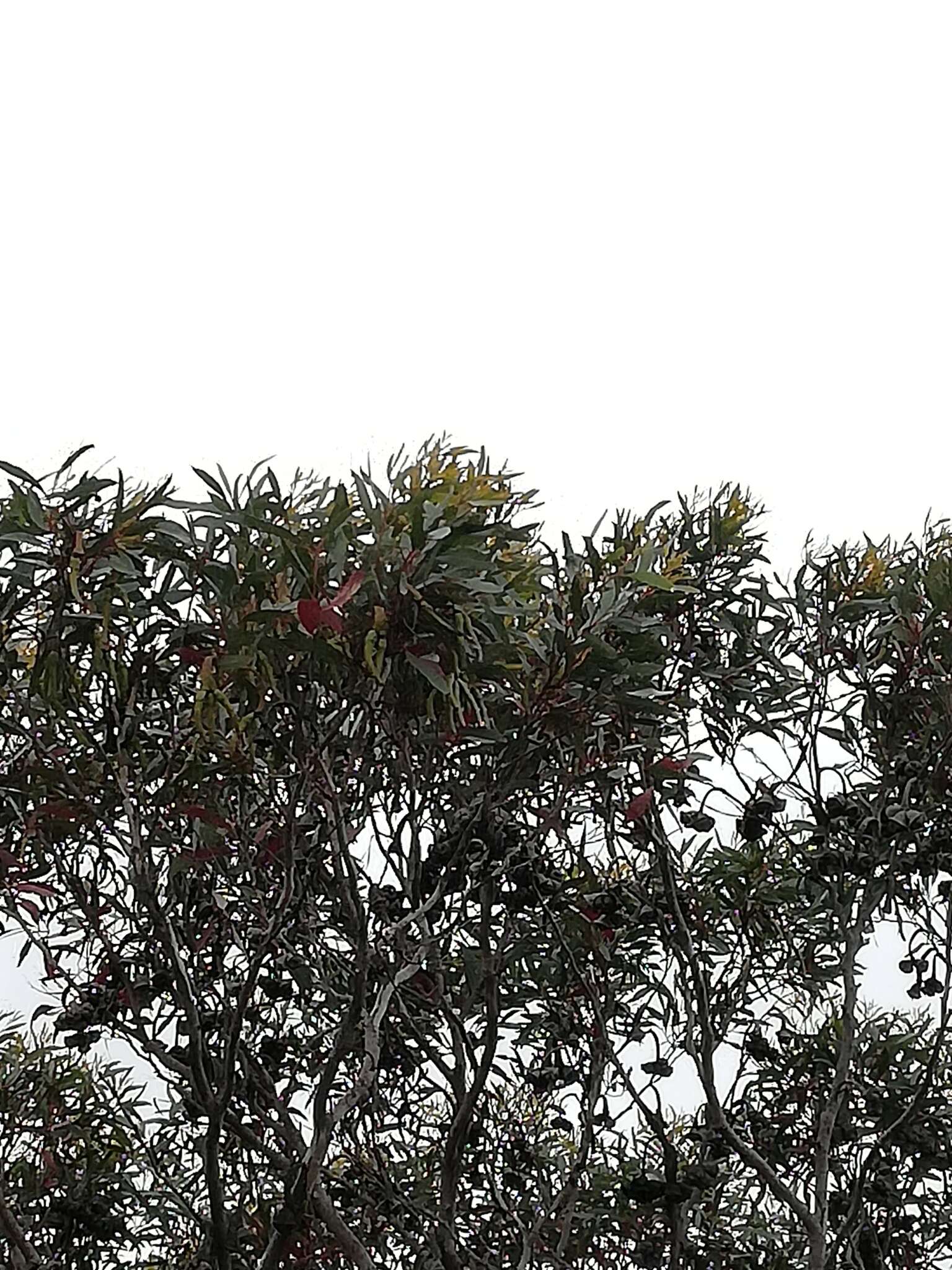 Image of Eucalyptus megacornuta C. A. Gardner