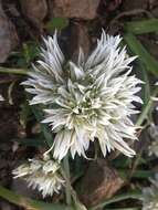 Image de Allium brandegeei S. Watson