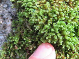 Image of Scapania gracilis Lindb.