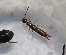 Image of Ringlegged earwig