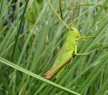 Image of Chorthippus (Chorthippus) jucundus (Fischer 1853)