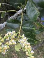 Image of Prunus buxifolia Koehne