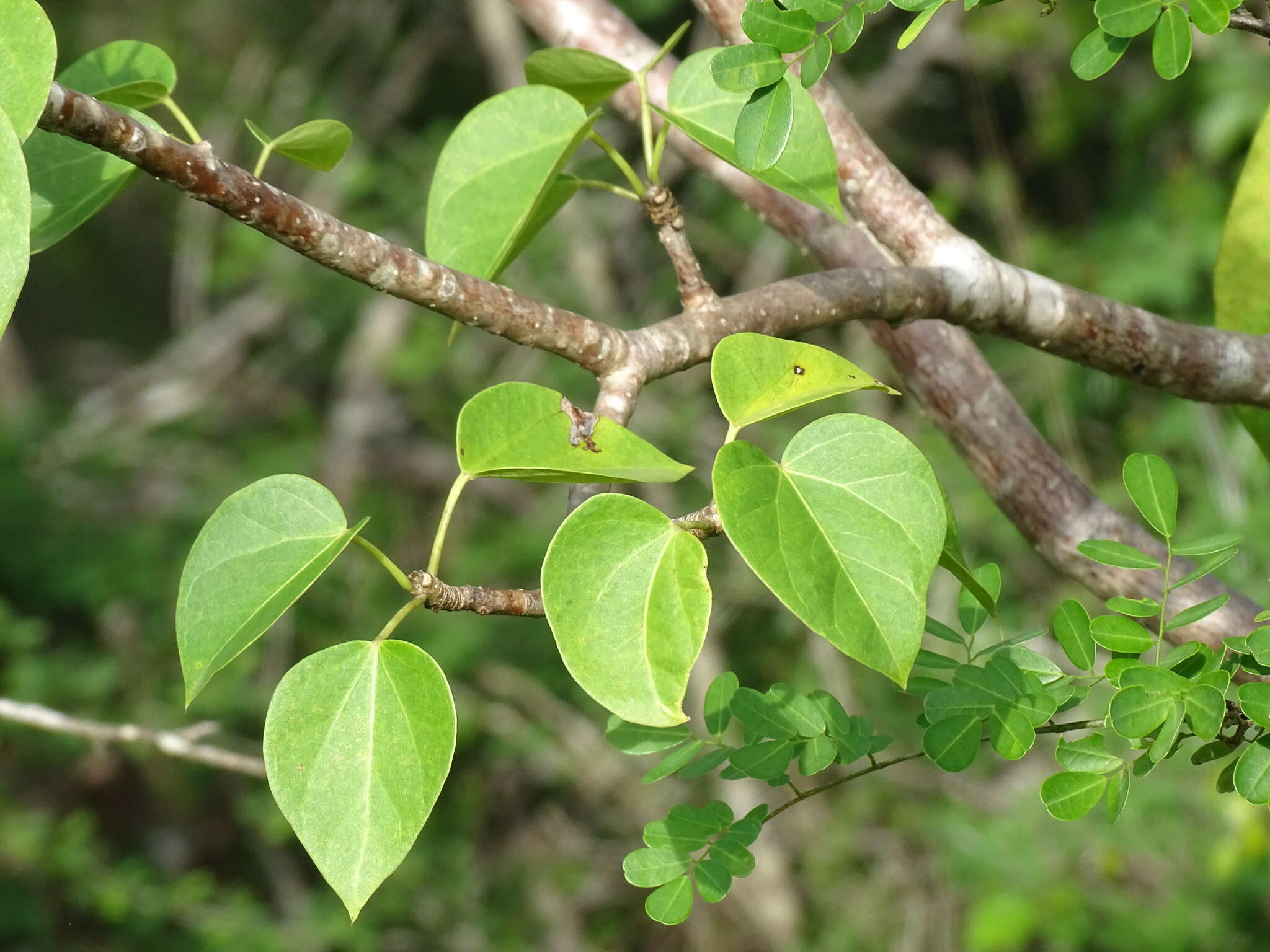 Image of Jatropha gaumeri Greenm.