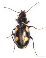 Image of River shingle ground beetle