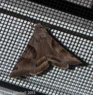 Image of Forage Looper