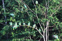 Image of Southern Mealy Amazon