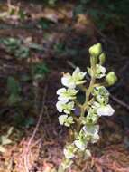 Imagem de Ponthieva racemosa (Walter) C. Mohr