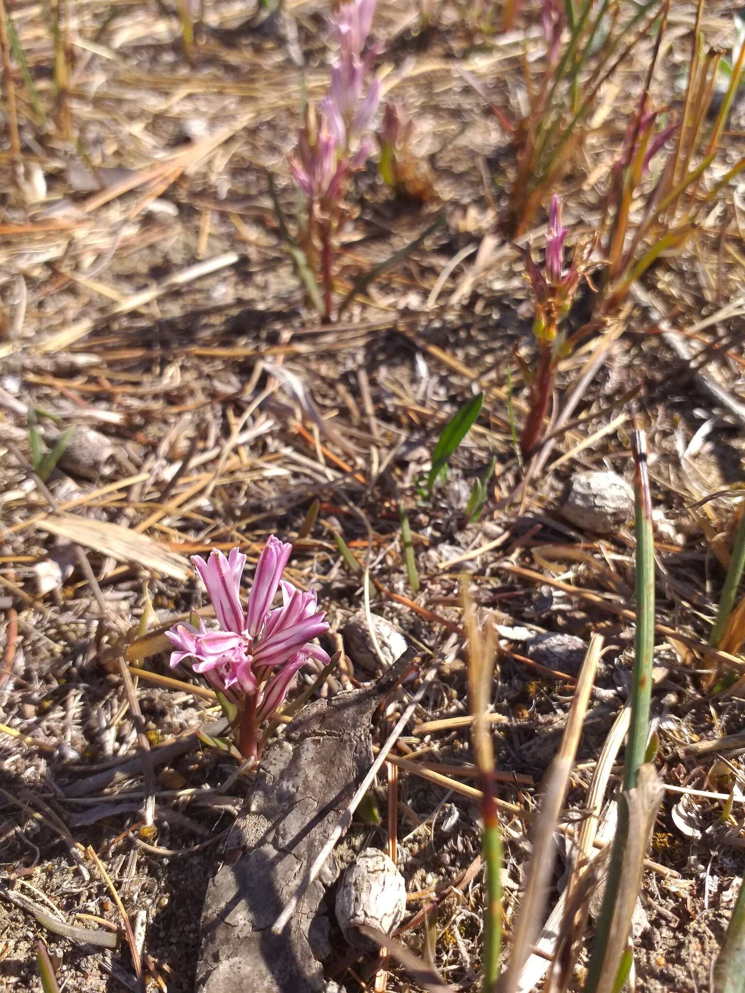 Image of Lachenalia corymbosa (L.) J. C. Manning & Goldblatt