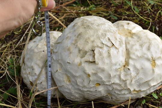 Image of Calvatia nipponica Kawam. ex Kasuya & Katum. 2008