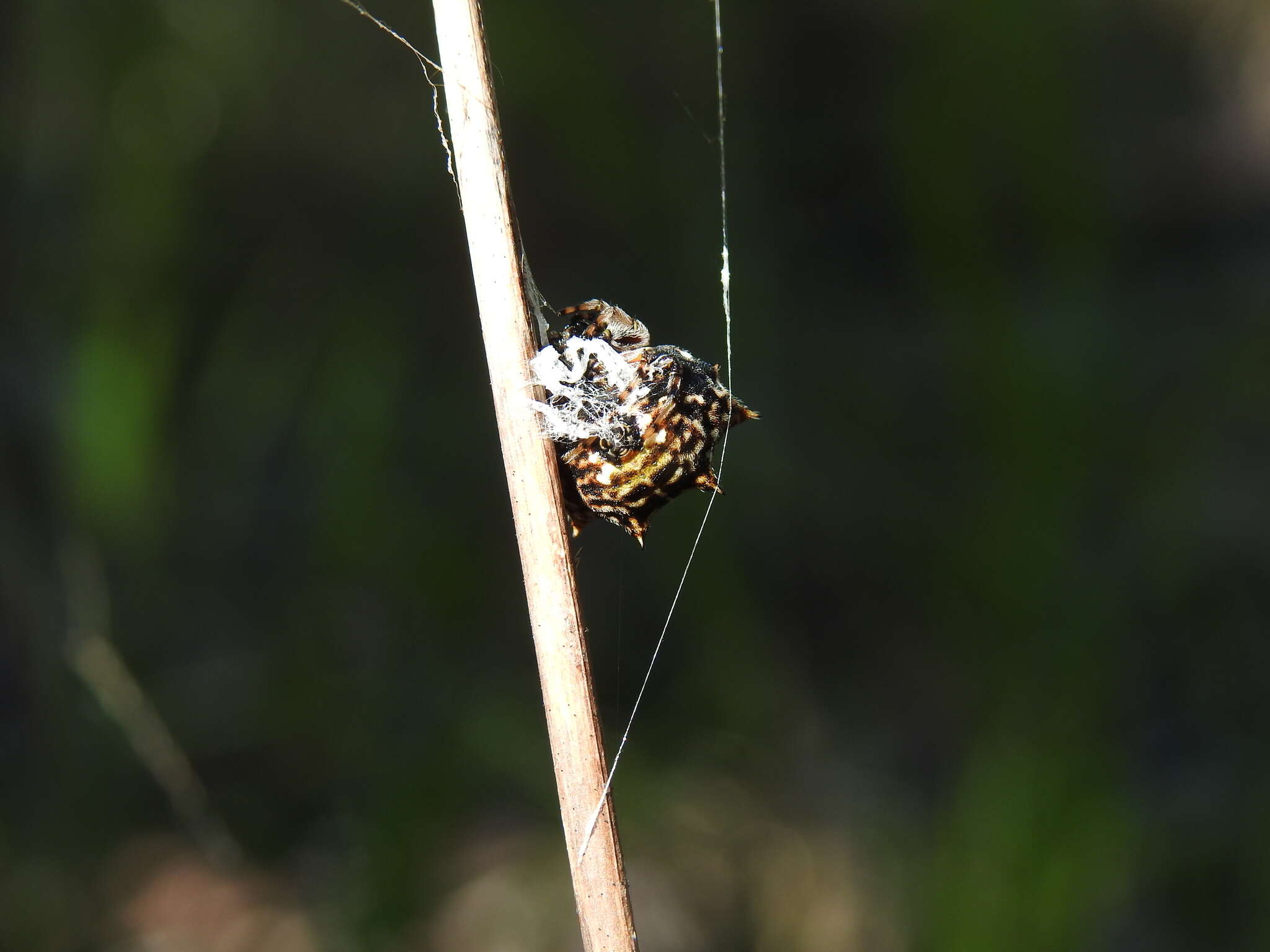 Image of Spiny orb-weavers