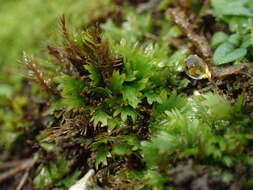 Image of fissidens moss