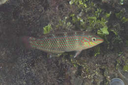 Image of Argus Wrasse