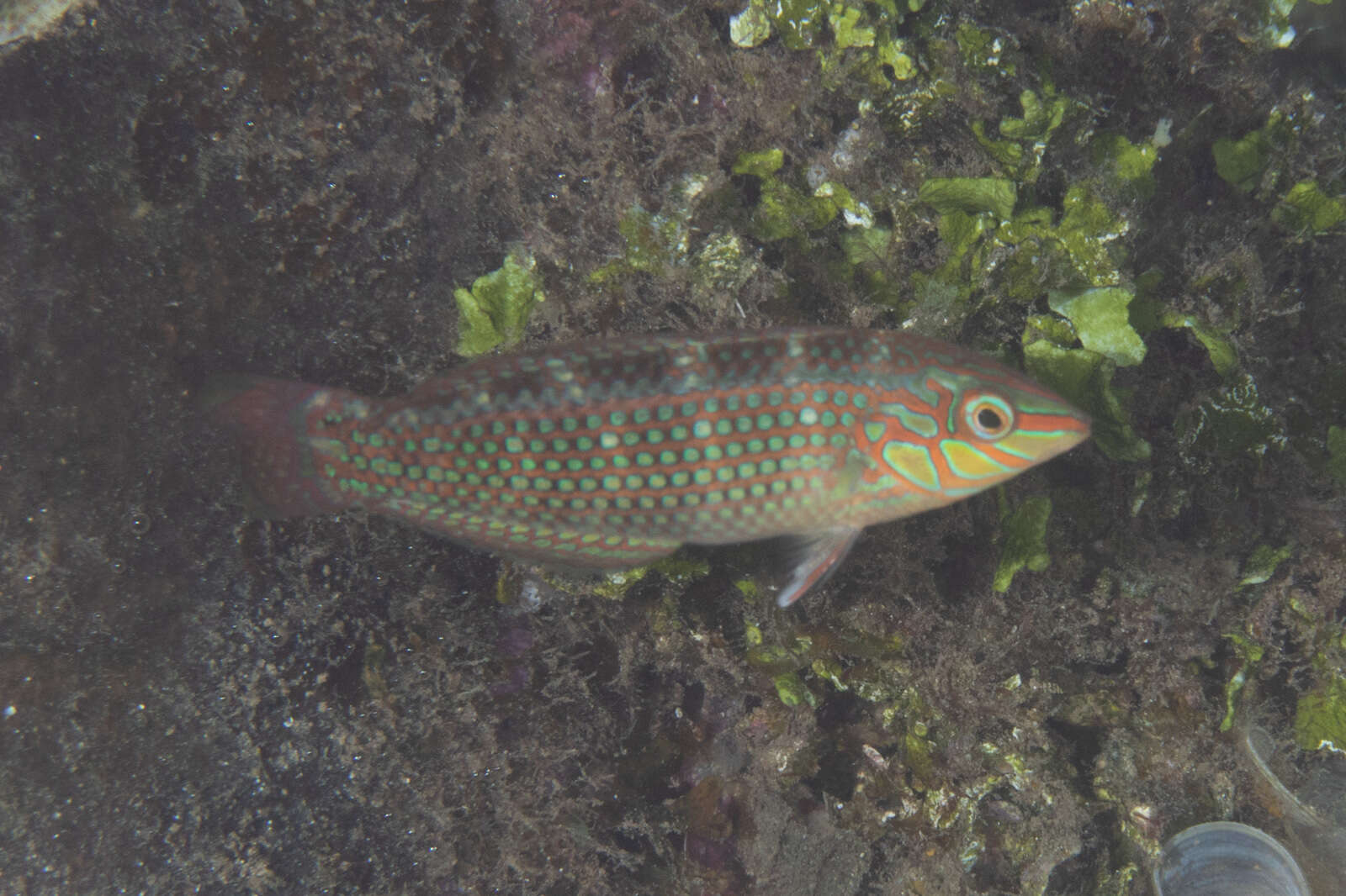 Image of Argus Wrasse