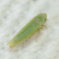 Image of Leafhopper