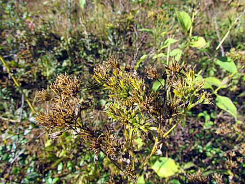 Image of yellow crownbeard