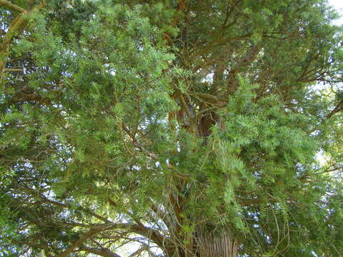 Image of totara