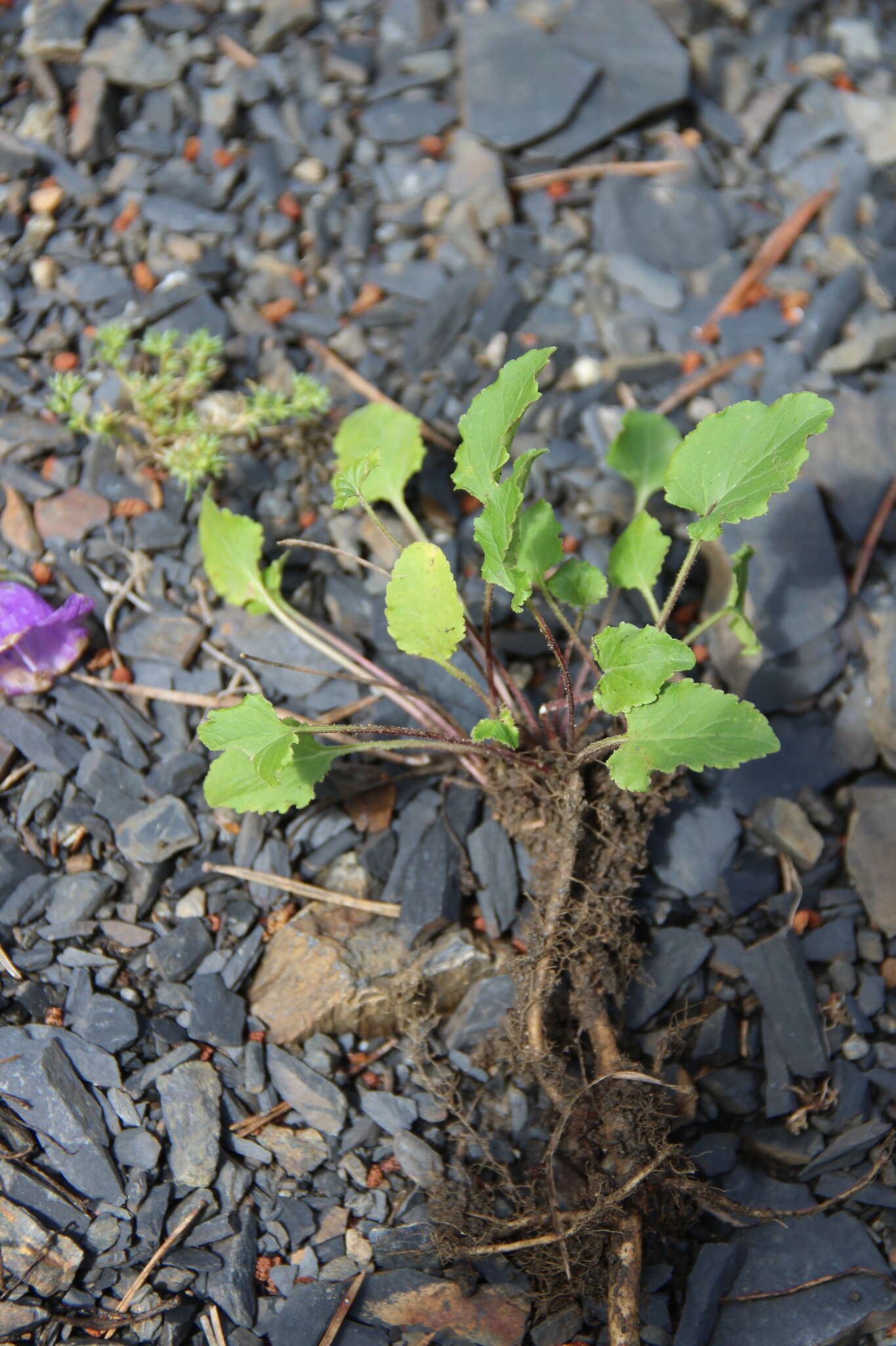 Image of Campanula kolenatiana C. A. Mey. ex Rupr.