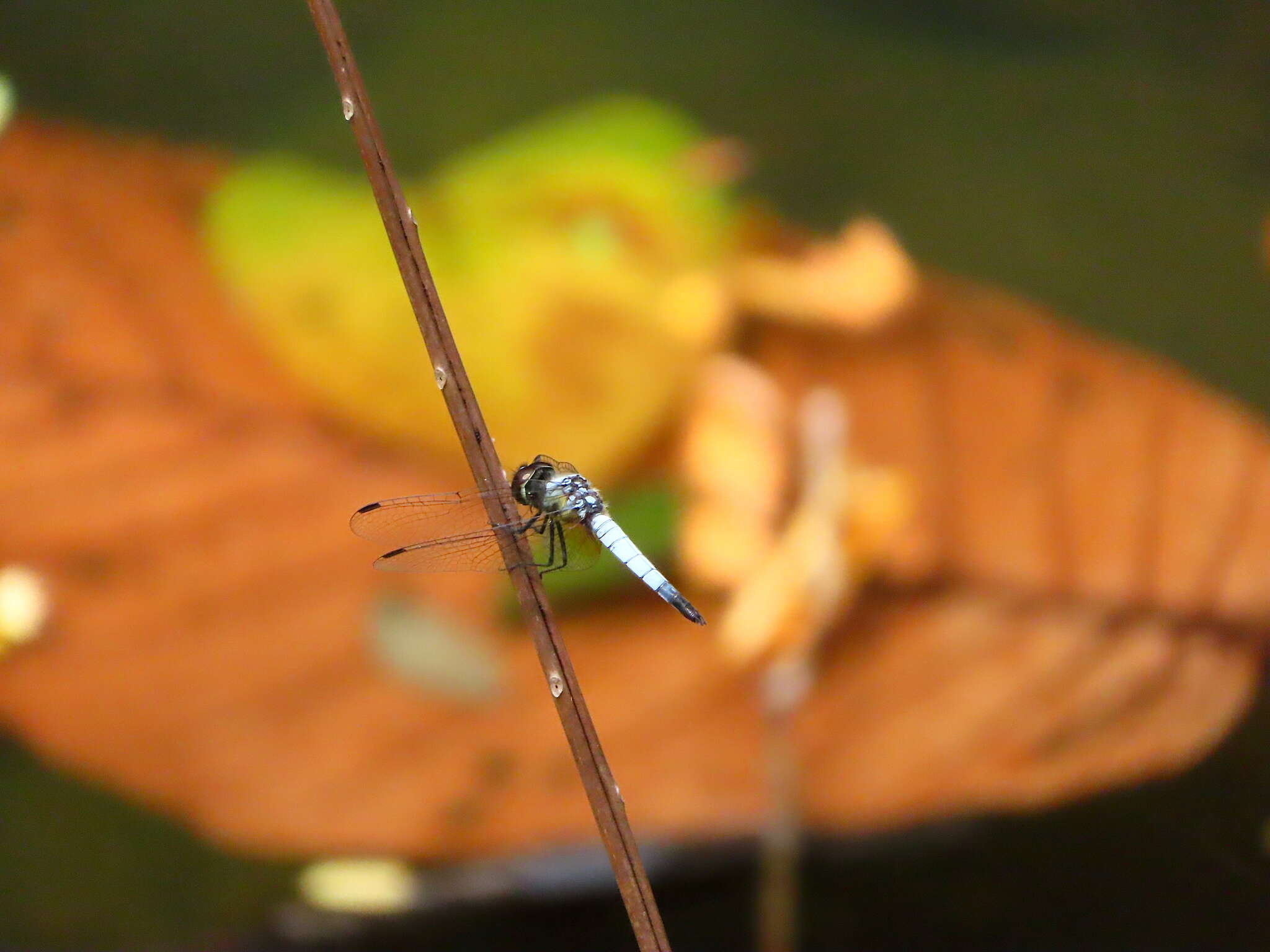 Слика од Aethriamanta gracilis (Brauer 1878)