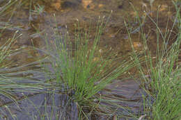 Sivun Fimbristylis acuminata Vahl kuva