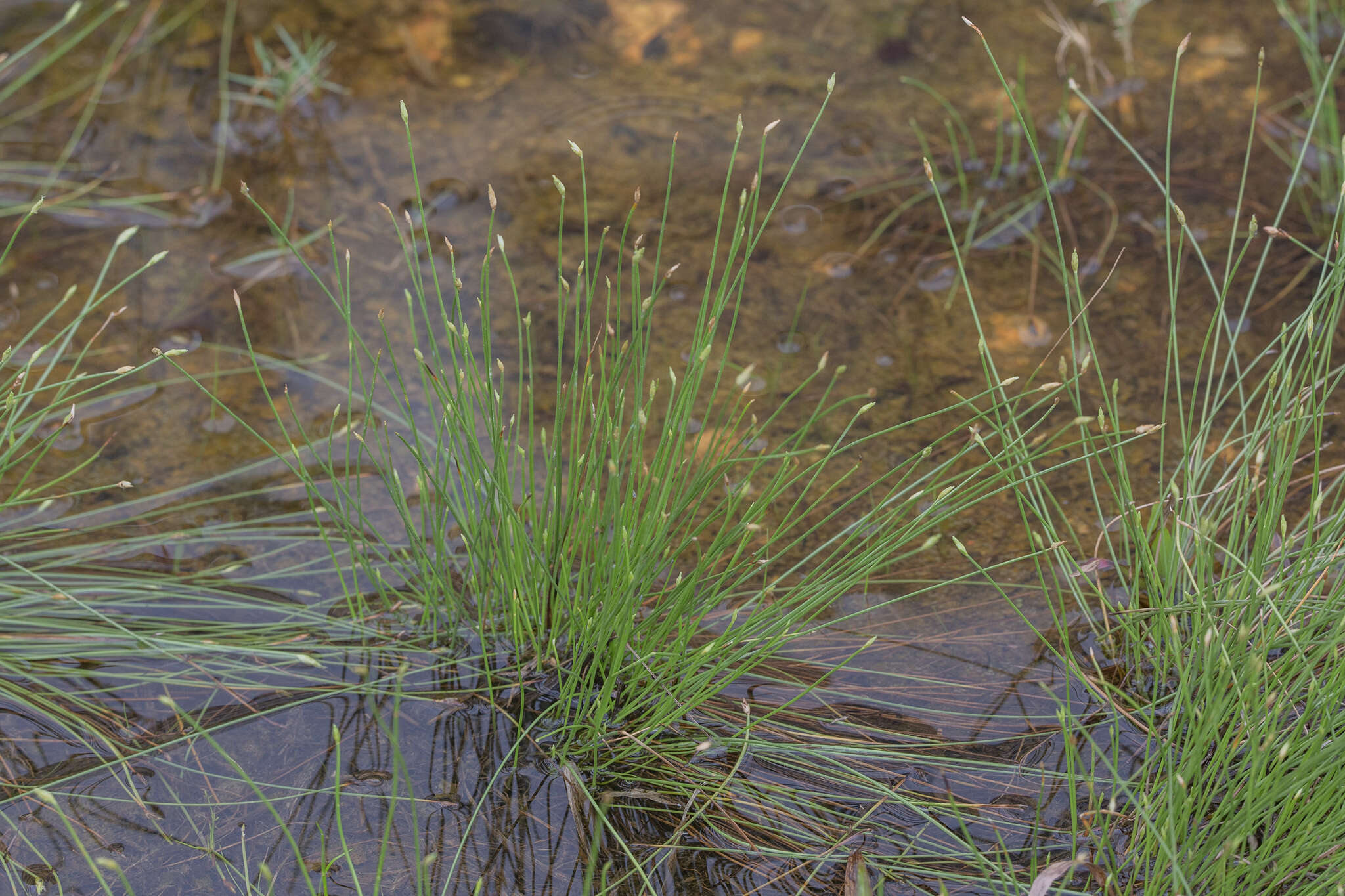 Sivun Fimbristylis acuminata Vahl kuva