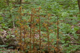 Image of Cyrtosia septentrionalis (Rchb. fil.) Garay