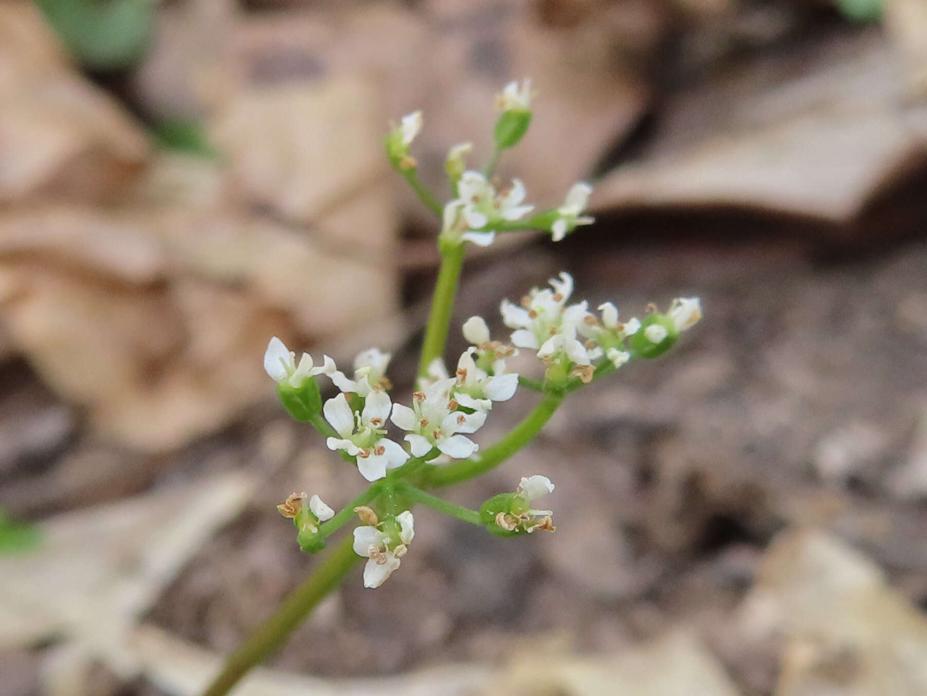 Aegopodium decumbens (Thunb. ex Murray) Pimenov & Zakharova的圖片