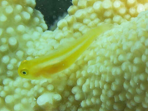 Image of Yellow clown goby