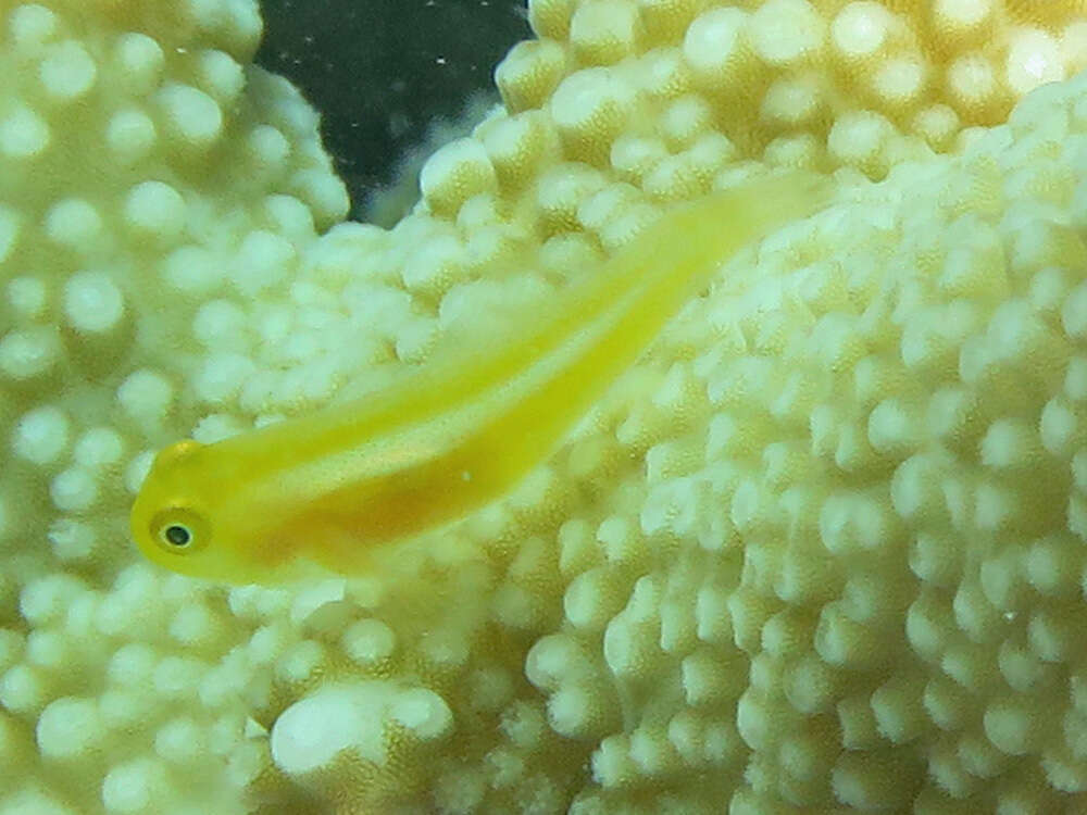 Image of Yellow clown goby