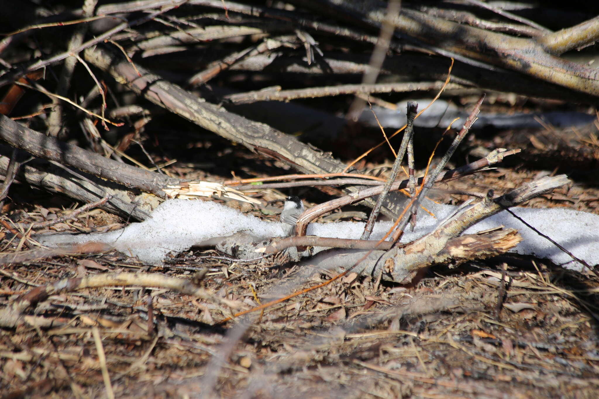 Image of <i>Poecile gambeli abbreviatus</i>